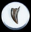 Inch Dromaeosaur (Raptor) Tooth - Montana #3438-1
